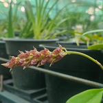 A Decade of Orchid Conservation: Dr. Sabu VU’s Growing Impact on Global Biodiversity